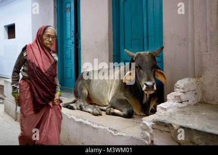 L'Inde. Varanasi (Bénarès). Vache sacrée, le brahmane vache couchée sur Avant Stoop. Banque D'Images