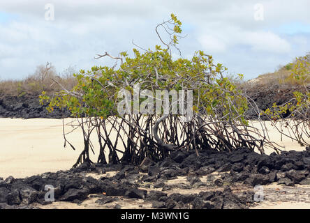 Une mangrove rouge (Rhizophora mangle) arbre se développe d'un affleurement de lave noire dans une plage de sable blanc. Playa Ochoa, San Cristobal, Galapagos, Equateur. Banque D'Images