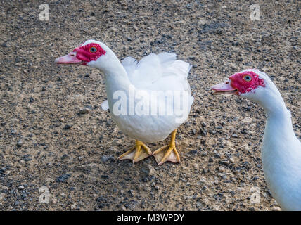 L'île de Norfolk, territoire extérieur australien blanc, les canards de Barbarie (Cairina moschata) à la vallée de moulin à eau Banque D'Images