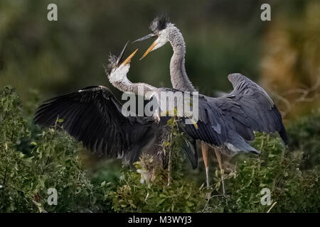 Frère Mineur Grand Héron (Ardea herodias) engagée dans un conflit au nid - Venice, Florida Banque D'Images