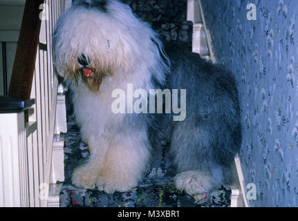 Old English Sheepdog adultes assis sur des escaliers Banque D'Images