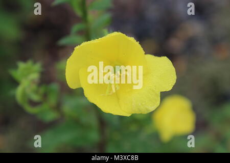 Gros plan d'une fleur sauvage jaune le long de la plage, en Virginie Banque D'Images