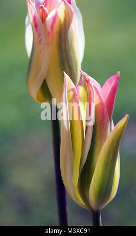 Tulipa viridiflora Banque D'Images