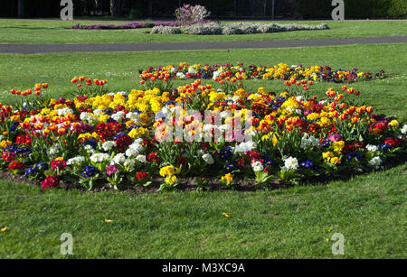 Tulipes orange et rouge vif et multicolore primula dans Tapis de litière dans Wyndham Park, Grantham Banque D'Images