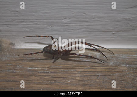 Grande araignée maison commune femelle Tegenaria domestica garding oeufs Banque D'Images