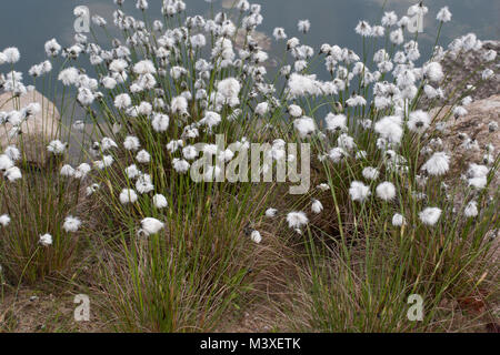 Scheiden-Wollgras Scheidenwollgras Moor-Wollgras,,, Scheidiges Schneiden-Wollgras, Wollgras Eriophorum vaginatum, lièvre, de linaigrettes, de la coopération à buttes Banque D'Images