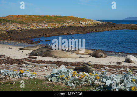 Éléphants de mer du sud (Mirounga leonina) sur la côte de l'île de la carcasse dans les îles Falkland. Banque D'Images