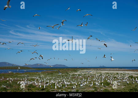 Colonie de goélands argentés (Larus dominicanus Kelp) nichant sur un pré herbeux sur l'île de la carcasse dans les îles Falkland. Banque D'Images