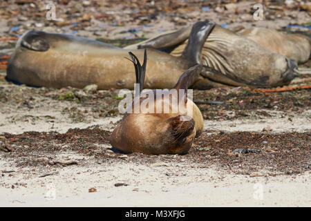 La mer du Sud (Otaria flavescens) à côté d'un groupe d'Éléphants de mer du sud (Mirounga leonina) sur la côte de l'île de la carcasse dans les Malouines Banque D'Images