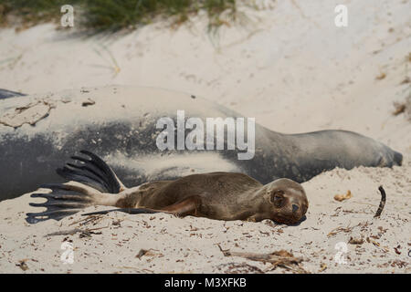 Jeune Lion de mer du Sud (Otaria flavescens) couché à côté d'un groupe d'Éléphants de mer du sud (Mirounga leonina) sur une plage de sable fin sur l'île de la carcasse. Banque D'Images