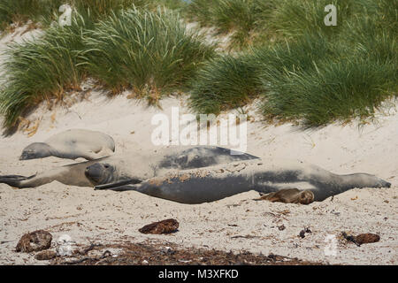 Jeune Lion de mer du Sud (Otaria flavescens) couché à côté d'un groupe d'Éléphants de mer du sud (Mirounga leonina) sur une plage de sable fin sur l'île de la carcasse. Banque D'Images