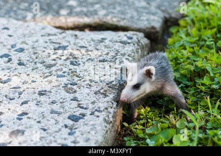 Jeune Bébé Opossum Banque D'Images