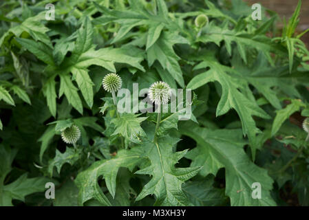 Echinops ritro plantes Banque D'Images