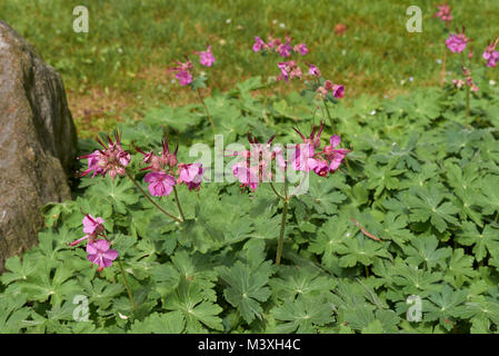 Rock crane's-bill plantes Banque D'Images