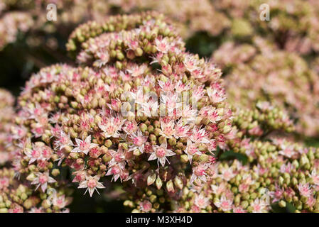 Sedum telephium 'Matrona' Banque D'Images