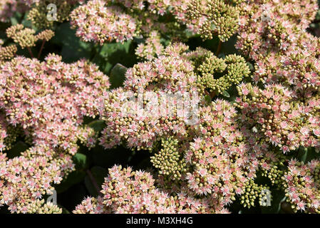 Sedum telephium 'Matrona' Banque D'Images