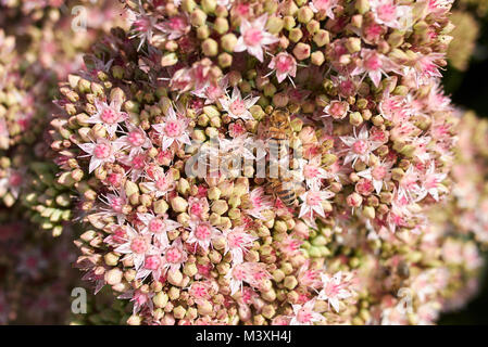 Sedum telephium 'Matrona' Banque D'Images