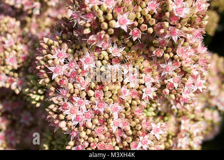 Sedum telephium 'Matrona' Banque D'Images