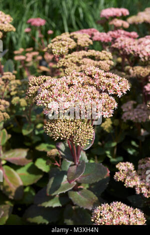 Sedum telephium 'Matrona' Banque D'Images