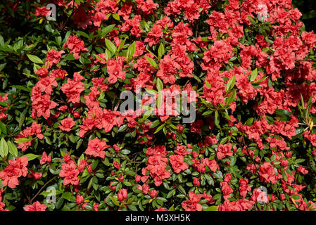 Les azalées en fleurs Banque D'Images