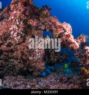 Ange poissons nager autour d'une tête de corail Banque D'Images