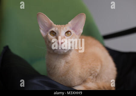 Chat domestique race peterbald gingembre grand mange portrait Banque D'Images