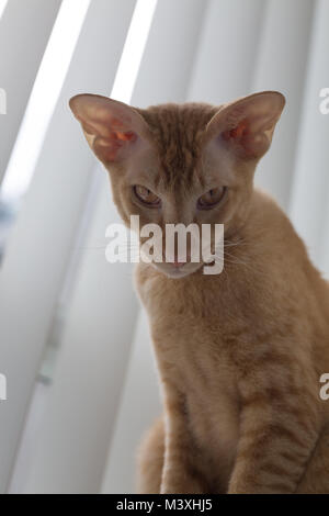 Chat domestique race peterbald gingembre grand mange portrait Banque D'Images