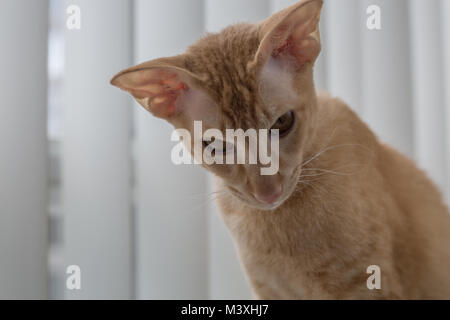 Chat domestique race peterbald gingembre grand mange portrait Banque D'Images