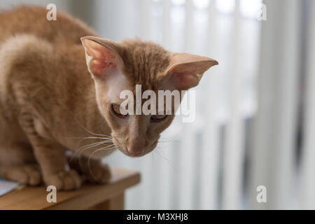 Chat domestique race peterbald gingembre grand mange portrait Banque D'Images