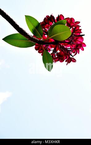 Fleur de Plumeria ou frangipanier fleurs ou isolés contre un ciel bleu Banque D'Images