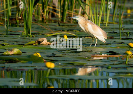 Crabier chevelu (Ardeola ralloides) à la recherche de nourriture dans le Delta du Danube Banque D'Images