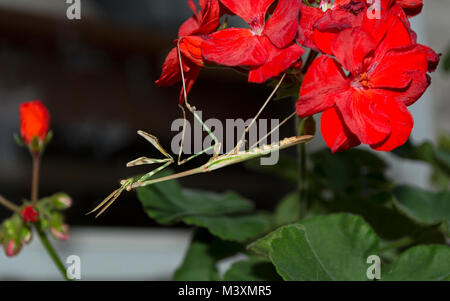 Macro d'une tête conique priant la mantis Empusa pennata pendaison à l'envers sur une fleur de géranium rouge Banque D'Images