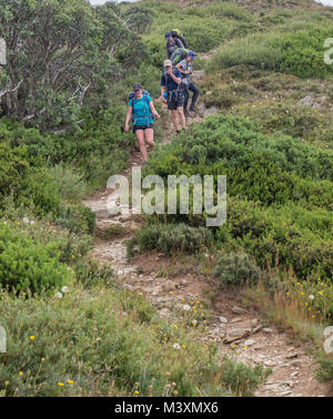 Quatre jeunes femmes, backpackers en ordre décroissant le Mt Actaeon trail dans les Alpes Australiennes. Banque D'Images