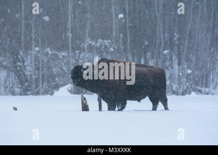 Gratter une démangeaison de bison sur un lac gelé dans la neige profonde dans un blizzard, parc national Elk Island, Canada Banque D'Images