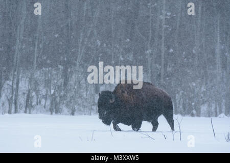 Balades de bison sur un lac gelé dans la neige profonde dans un blizzard, parc national Elk Island, Canada Banque D'Images