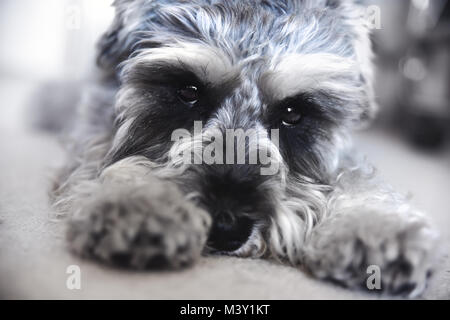 Chiot schnauzer nain se trouve sur le sol, funny dog Banque D'Images