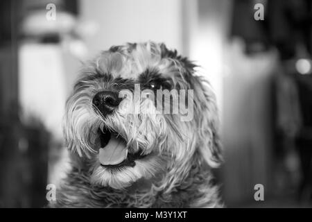 Petit chiot schnauzer nain sourit, gentil chien Banque D'Images