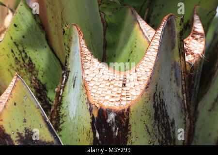 Close up image de l'Ensete ventricosum fraîchement coupés, tige feuille de bananier d'Abyssinie Banque D'Images
