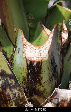 Close up image de l'Ensete ventricosum fraîchement coupés, tige feuille de bananier d'Abyssinie Banque D'Images