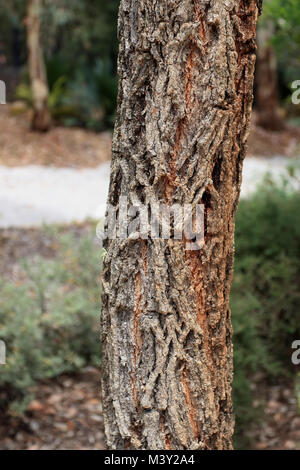 Eucaluptus globoidea ou connu sous le nom de White Stringybark est un arbre originaire de l'Est de l'Australie Banque D'Images