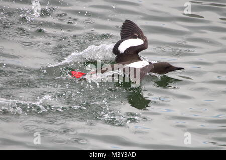 Le Guillemot à miroir (Cepphus grylle), parfois sous le Tystie, Greenock sur le Firth of Clyde. Banque D'Images