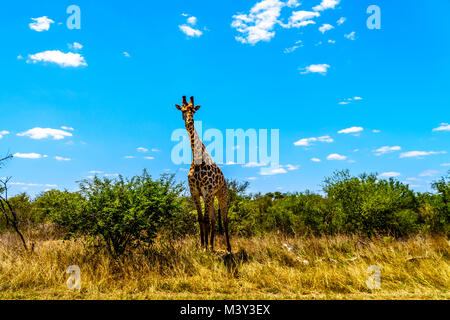 Grand mâle girafe sous ciel bleu dans le parc Kruger en Afrique du Sud Banque D'Images