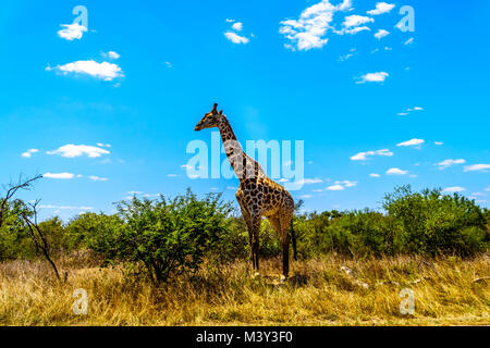 Grand mâle girafe sous ciel bleu dans le parc Kruger en Afrique du Sud Banque D'Images