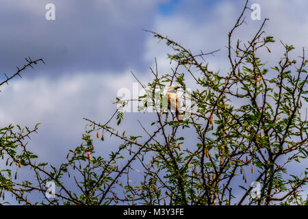 Blanche migratrice sud assis sur une branche d'arbre dans le parc national Kruger en Afrique du Sud Banque D'Images