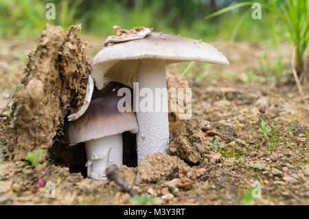 Des champignons dans la forêt. Close-up. Deux non-champignons comestibles briser un sol sec. Banque D'Images