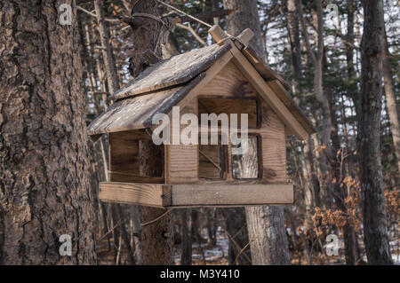 Un bel oiseau mangeoires dans les bois Banque D'Images