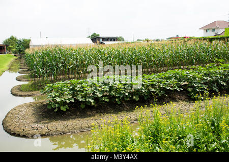 Brassica rapa chinensis ou Bok choy ou pak choi à l'usine de jardin plantation agricole ferme de campagne dans Nonthaburi, Thaïlande Banque D'Images