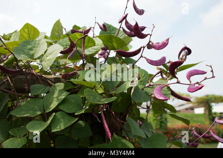 Le pois mauve ou Cajanus cajan plante en jardin de plantation agricole ferme de campagne dans Nonthaburi, Thaïlande Banque D'Images