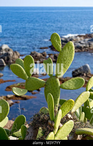 Cluster cactus près de l'océan dans la côte Costa Brava en Espagne Banque D'Images