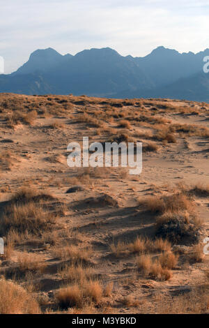 Dunes de Kelso, Californie, USA. 10 fév, 2018. Lever du soleil sur les dunes de sable. Le Kelso dunes de sable couvrent 45 milles carrés et augmenter de 650 pieds au-dessus du sol du désert. Mojave National Preserve a un plus grand champ de dunes de la vallée de la mort et n'a plus d'arbres que Joshua Joshua Tree National Park. Dunes de Kelso, également connu sous le nom de champ de dunes de Kelso, est le plus grand domaine de dépôts de sable éolien dans le désert de Mojave. La région est protégée par le Mojave National Preserve et est situé dans le comté de San Bernardino. Le champ de dunes comprend la migration de la végétation des dunes, des dunes de sable stabilisées, feuilles, sable et les rampes. Banque D'Images